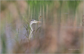 <p>VOLAVKA POPELAVÁ (Ciconia nigra) ---- /Grey heron - Graureiher/</p>
